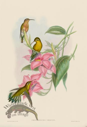 Gould Hummingbird 230